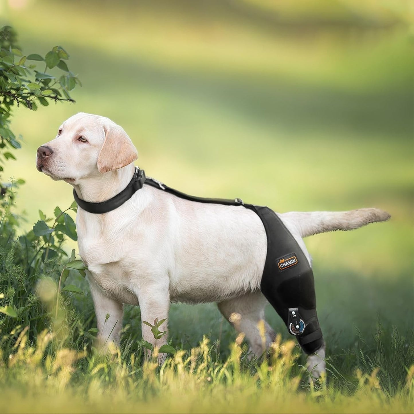 Adjustable Dog Knee Brace for Torn ACL Hind Leg - Rear Leg Limp - (Left Leg, XL)