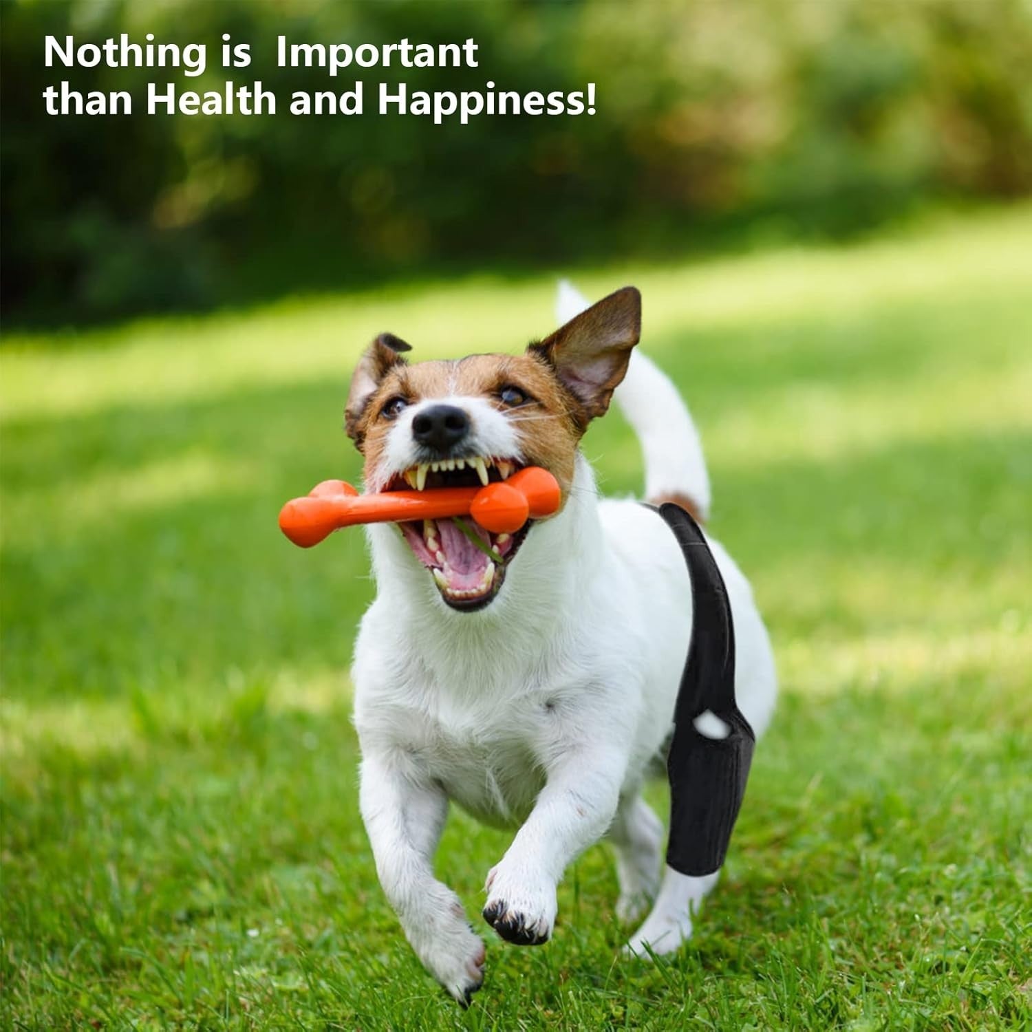 Knee Brace for Dogs ACL w/ Side Stabilizers,Knee  Dislocation, Arthritis (Small)