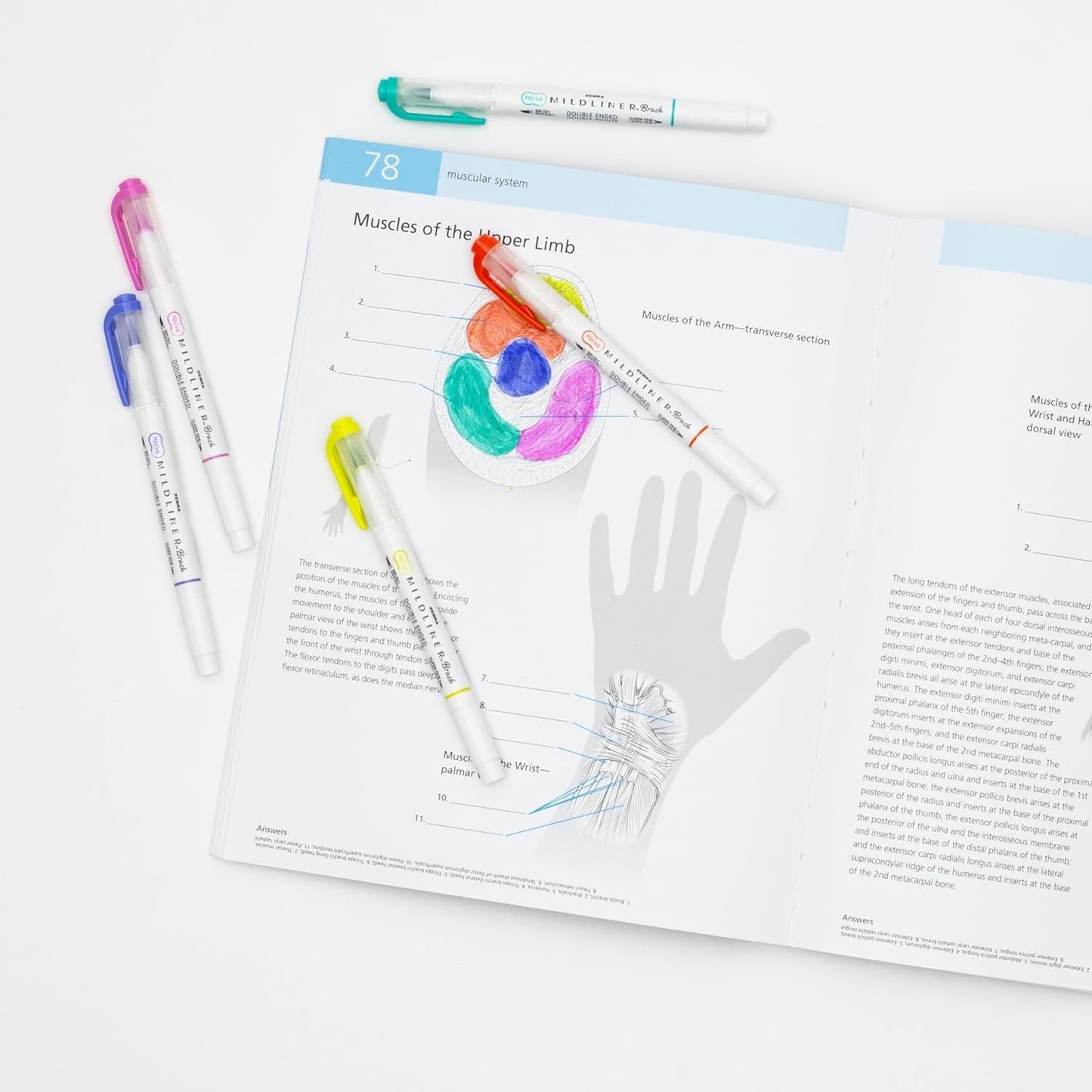 Zebra Pen Mildliner Double-Ended Brush Pen Ideal for Bible Highlighting No Bleed