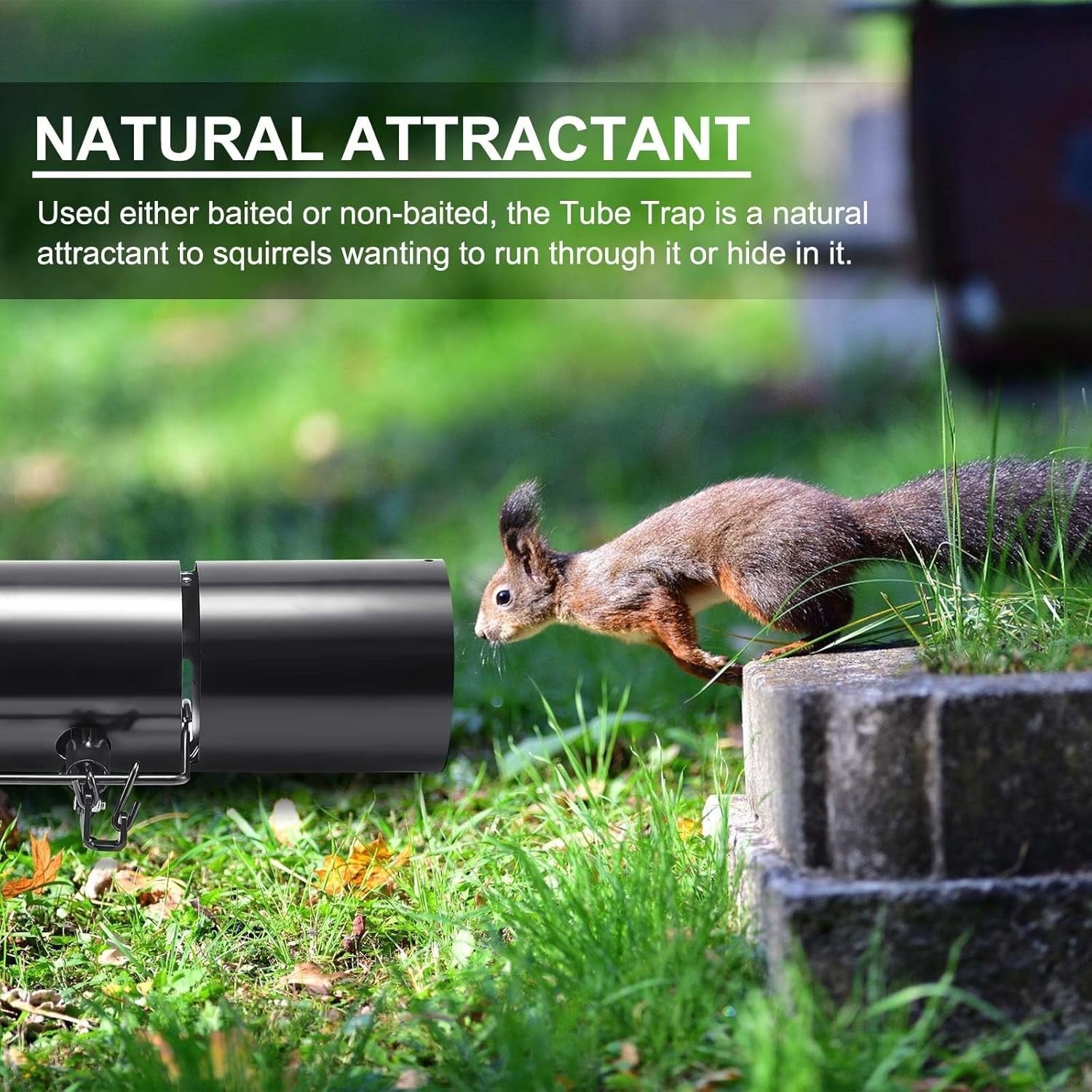 Tube Squirrel Trap Rust Resistant Trap 4.5'' Diameter with a Setting Tongs 2 Pcs