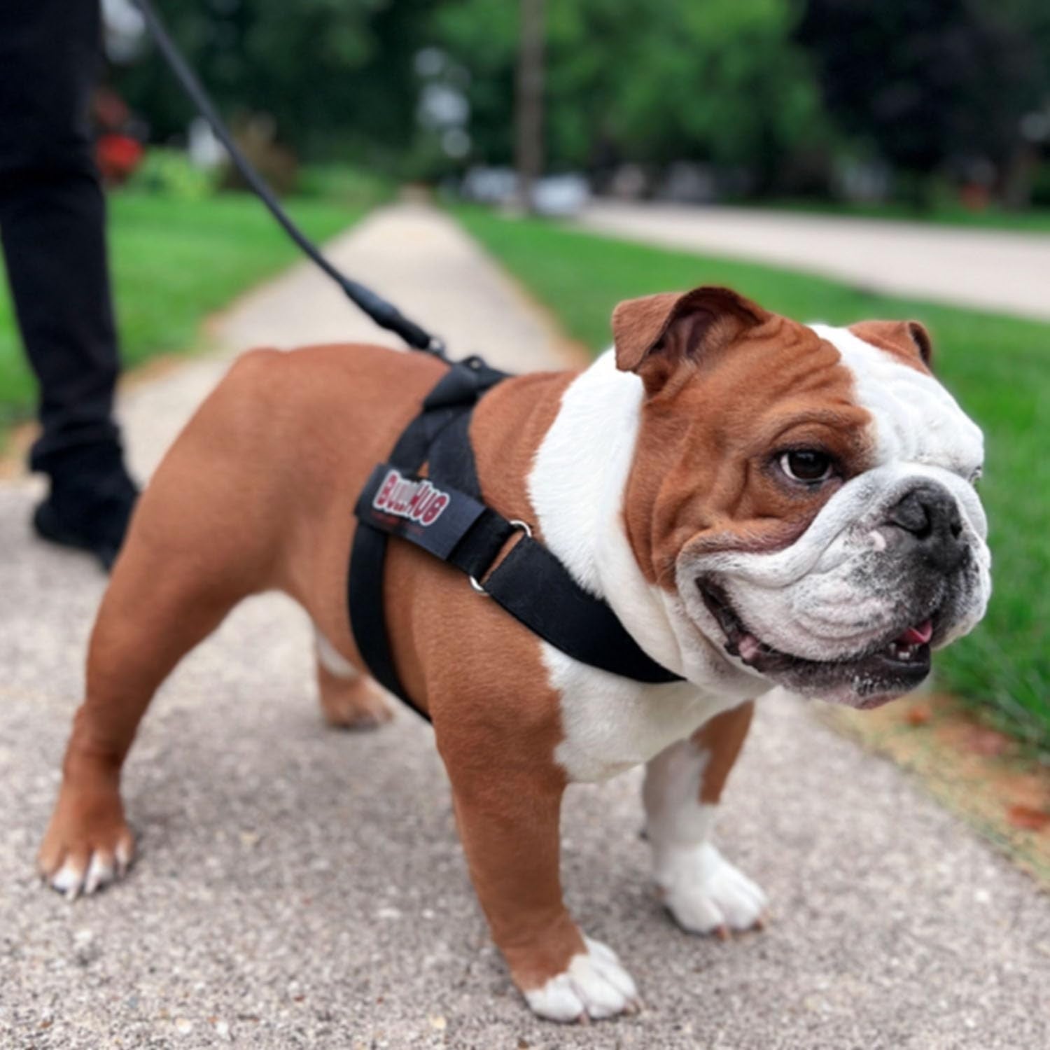 BULLHUG Adjustable Harness for bulldogs XL - Neck: 21"-26" Chest: 33"-36" BLACK